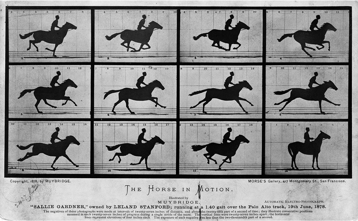 Eadweard Muybridge: The Horse in Motion © Wikipedia